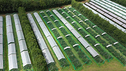Orchard Aerial View from the ITV West Country News Drone - 16 July 2020