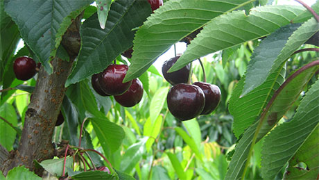 Some of our Merchant Cherries - June 2011
