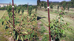 2007 - Our Cherry Trees after being established for a few years.