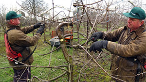 2013 - Robert Pruning the Orchard with electric secateurs and handsaws